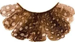 Brown Peacock Feather Eyelashes