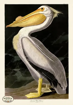 PDXC19867 -- Audubon American White Pelican
