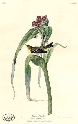 PDXC20565 -- Audubon Vigor's Warbler