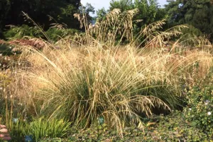 Stipa gigantea Giant Feather Grass