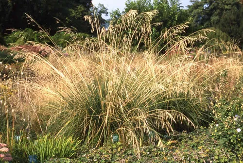 Stipa gigantea Giant Feather Grass